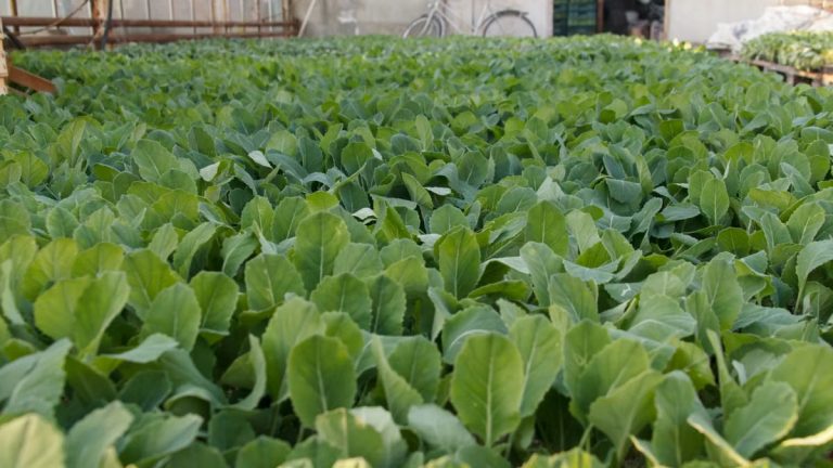 A flourishing field of young green plants growing in a greenhouse setting.