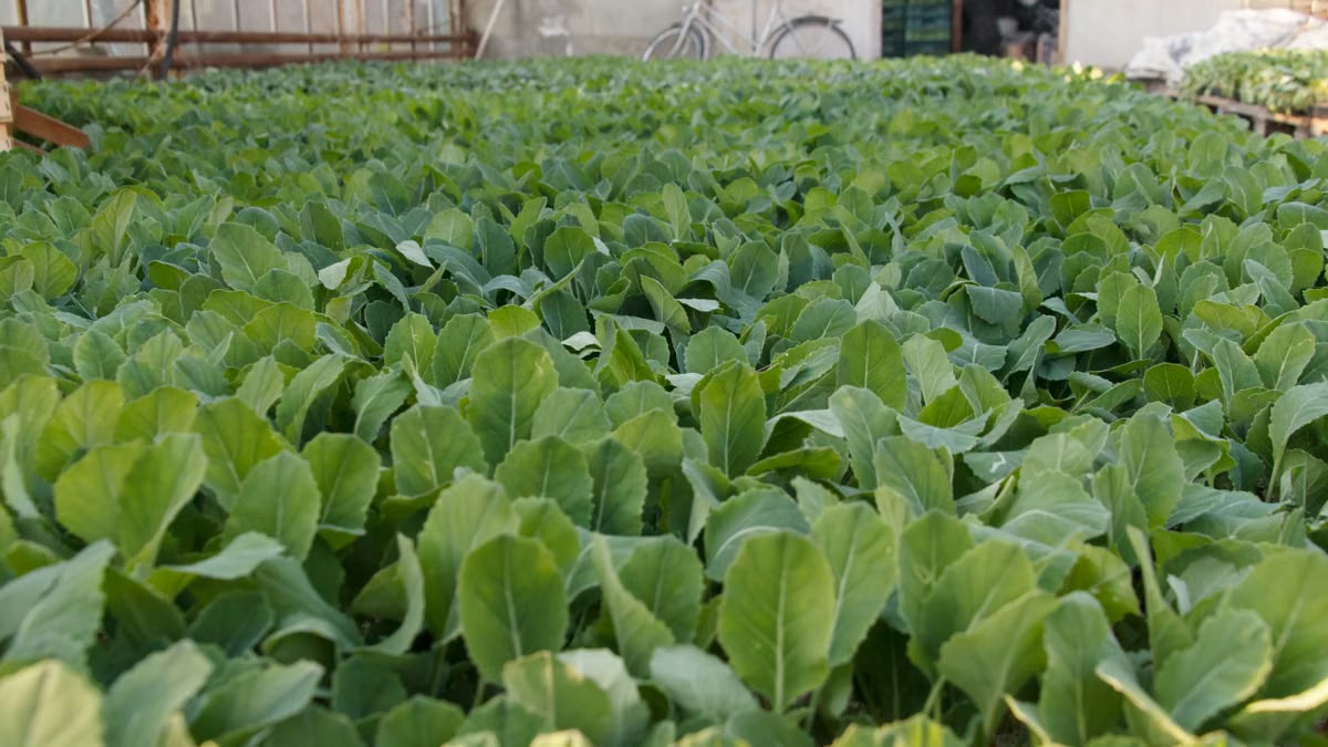 A flourishing field of young green plants growing in a greenhouse setting.